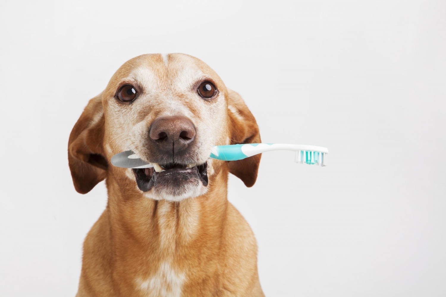 Dog with Toothbrush Dog with Toothbrush