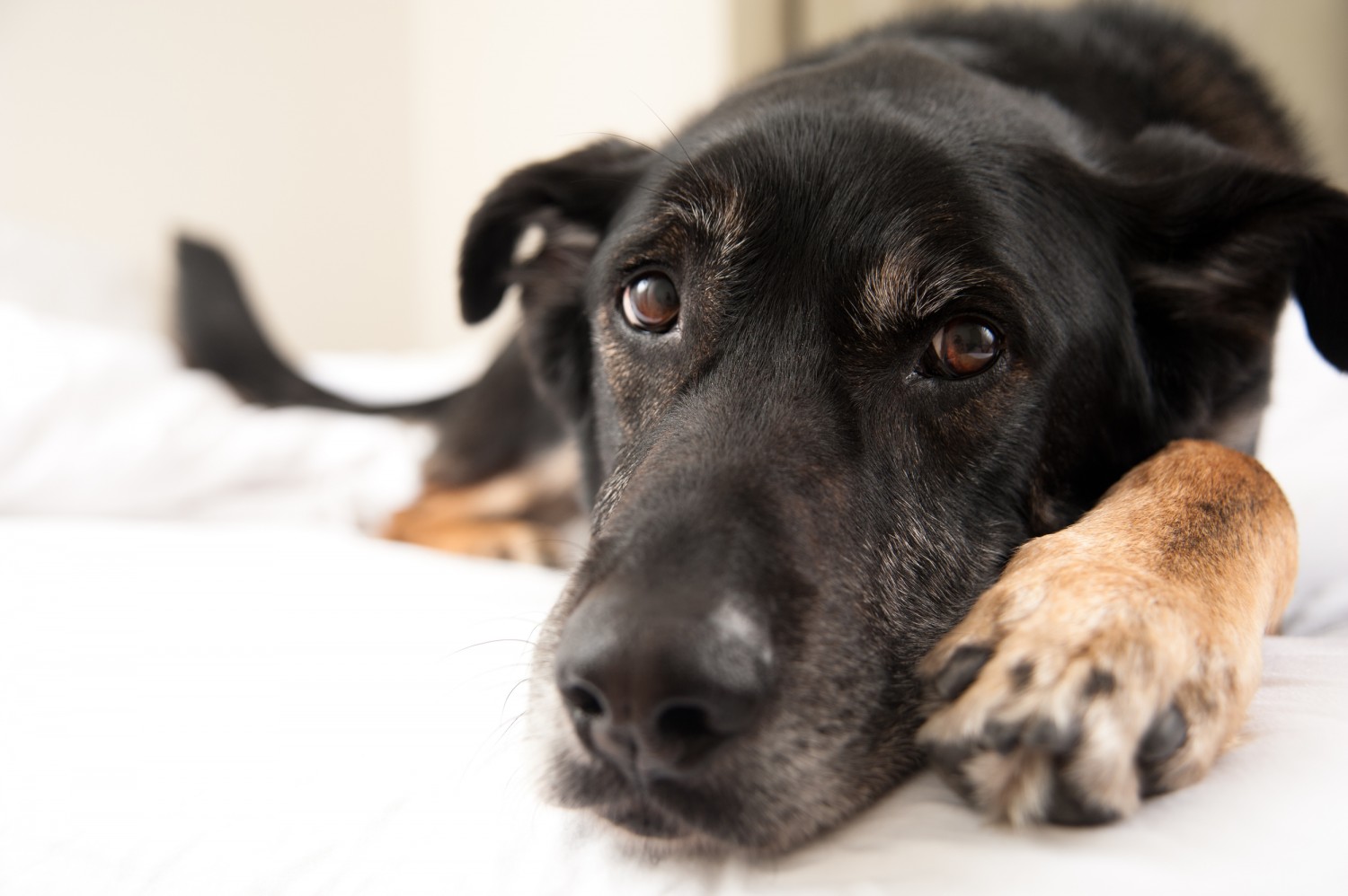 Elder Dog