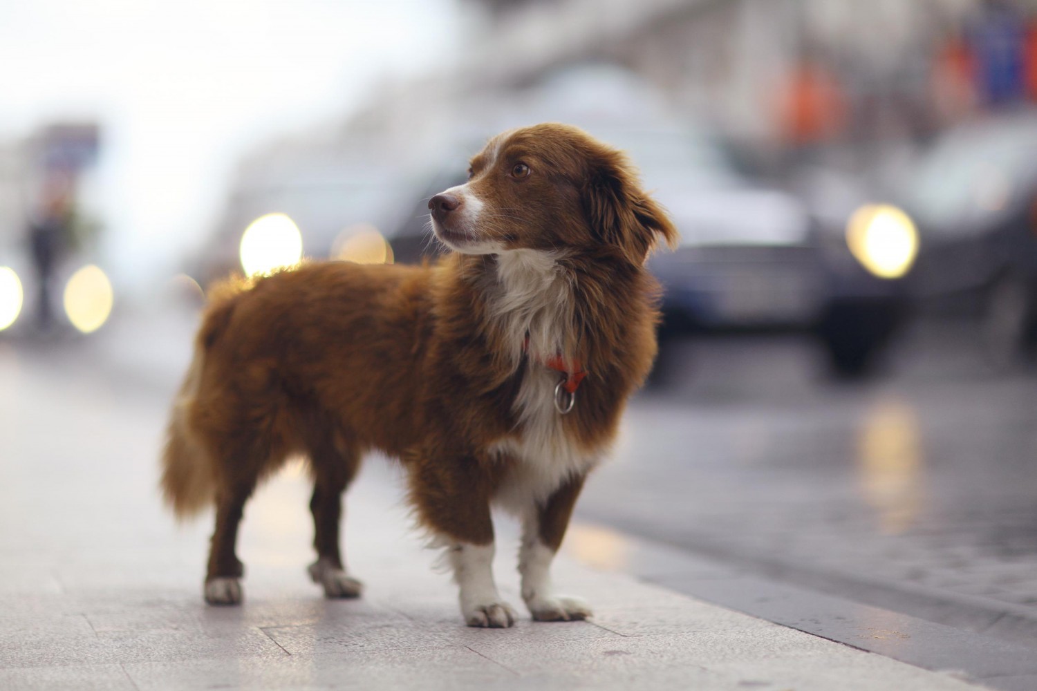 Lost Dog