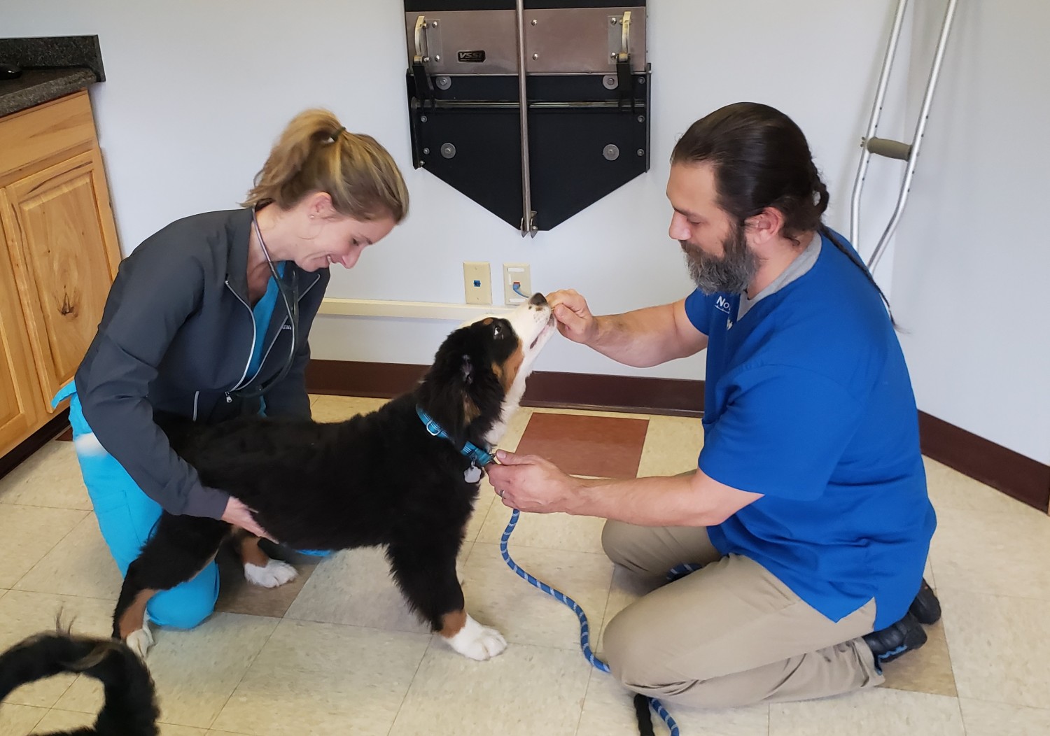 Dog Exam Dog Exam