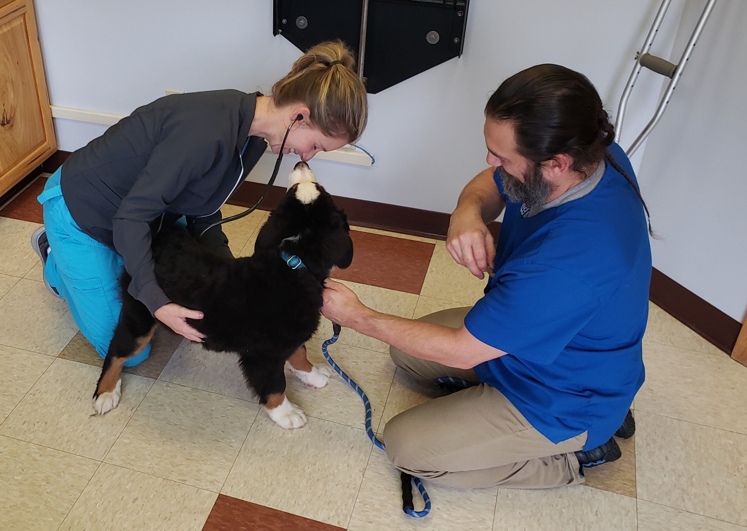 Dog getting exam Dog getting exam